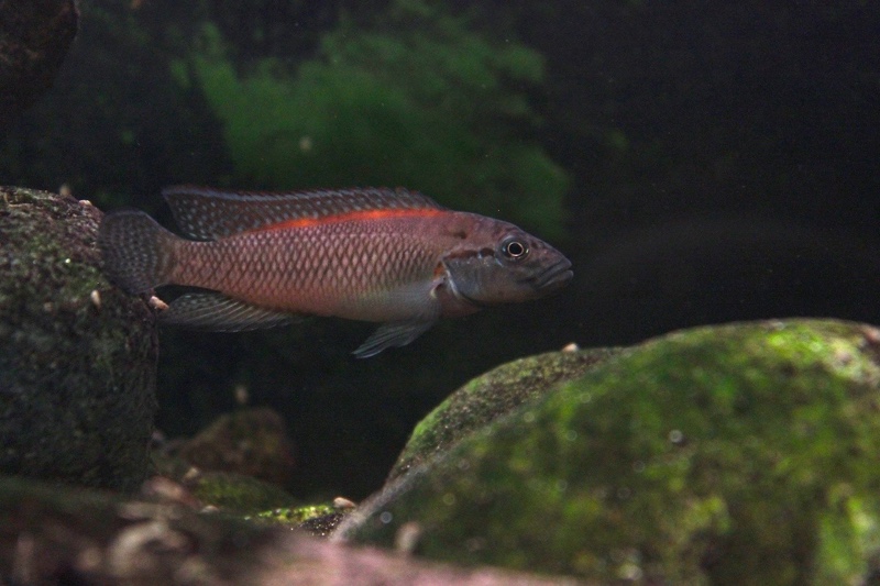 Telmatochromis salzburgeri 'Lufubu River'